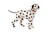 Saturno Dalmation Large-Goviers