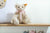 Steiff Teddy Bear Baby Pink Ribbon Personalised-Goviers