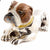 Saturno Bulldog Small-Collectables-Goviers