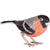 Saturno Bullfinch Large-Collectables-Goviers